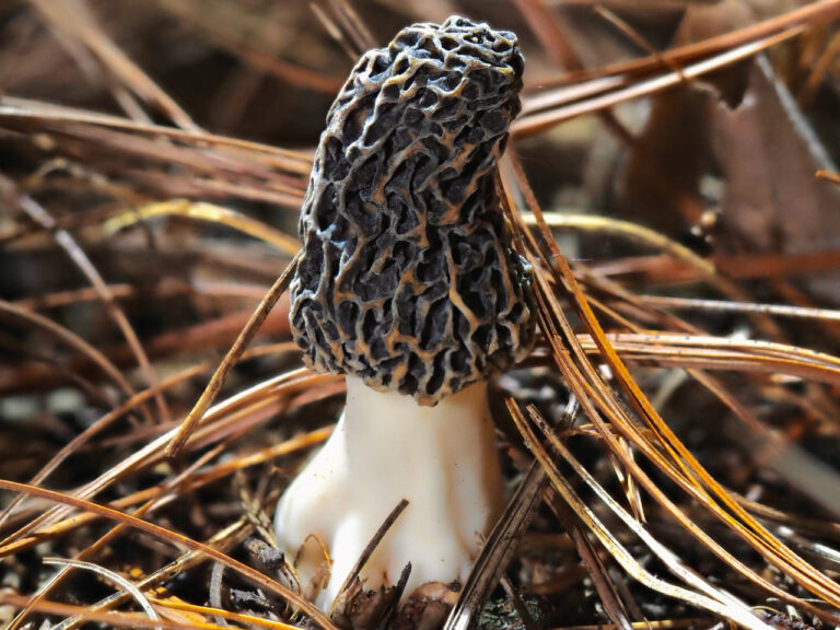 Close-up of a black morel mushroom with a deeply ridged, dark cap and thick white stem, growing among brown pine needles on the forest floor.