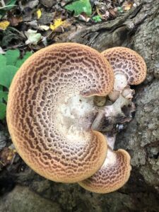 Pheasant Backs on a stump