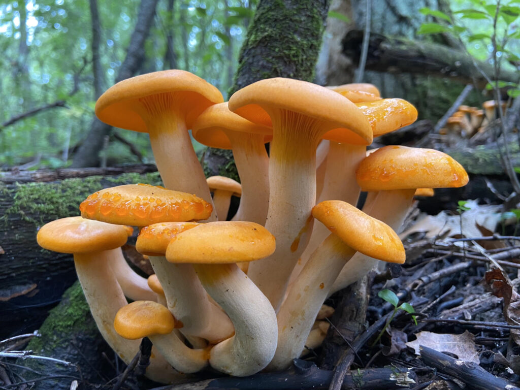 Jack-o-Lantern Mushrooms