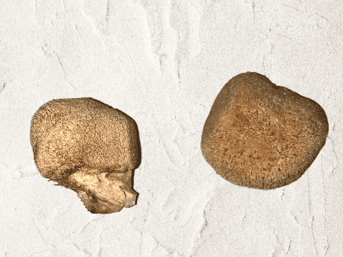 Image of dried lion's mane