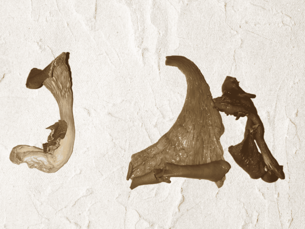 Image of dried blue oyster