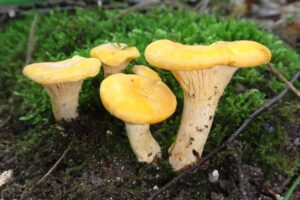 Golden Chanterelles