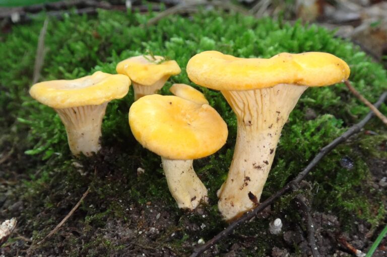 Golden Chanterelles