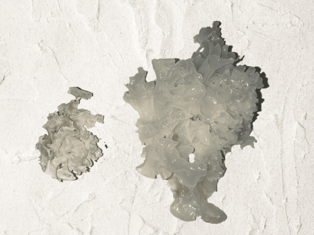 Image of dried snow fungus
