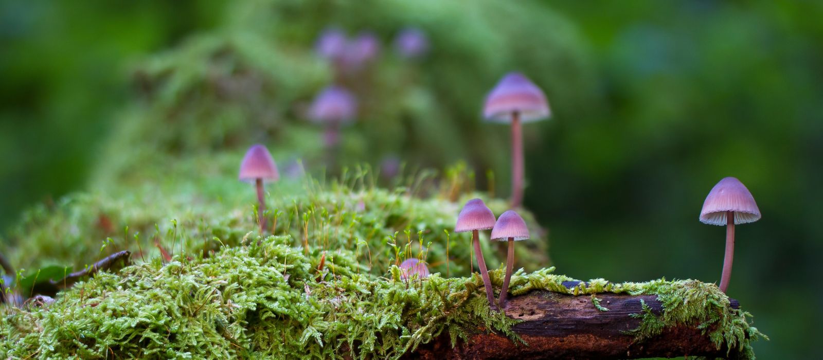 Little purplish mushrooms on moss - Mycena species