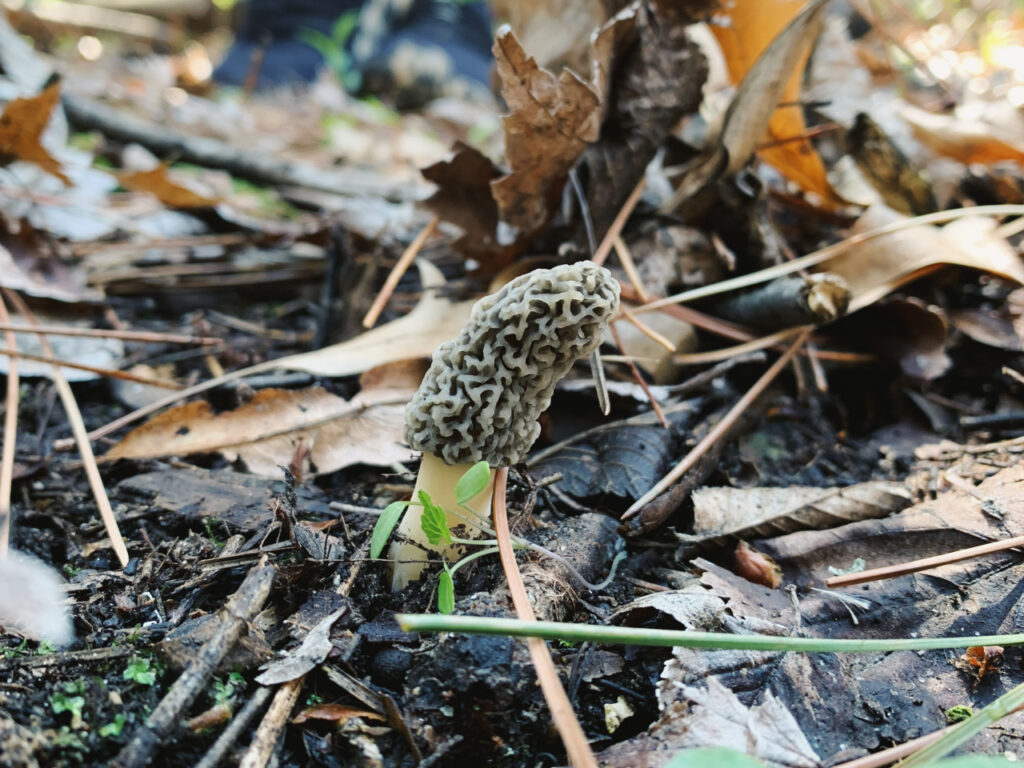A single morel mushroom with a honeycomb-like cap and pale stem growing from the forest floor among fallen leaves, pine needles, and small plants.