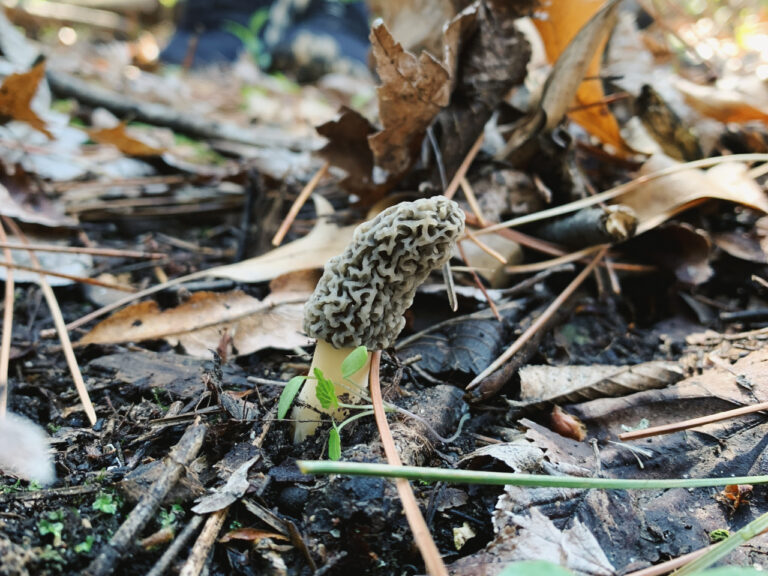 A single morel mushroom with a honeycomb-like cap and pale stem growing from the forest floor among fallen leaves, pine needles, and small plants.