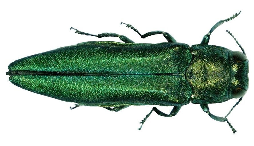 Emerald Ash Borer