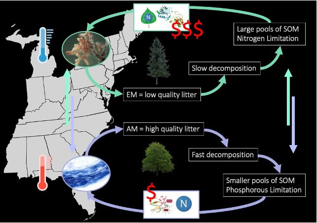Conceptual diagram overlaid on a map of the eastern United States showing differences in decomposition and soil nutrient dynamics between ectomycorrhizal and arbuscular mycorrhizal systems. Arrows, icons, and dollar signs depict nutrient flow, decomposition rates, and soil organic matter differences by region.