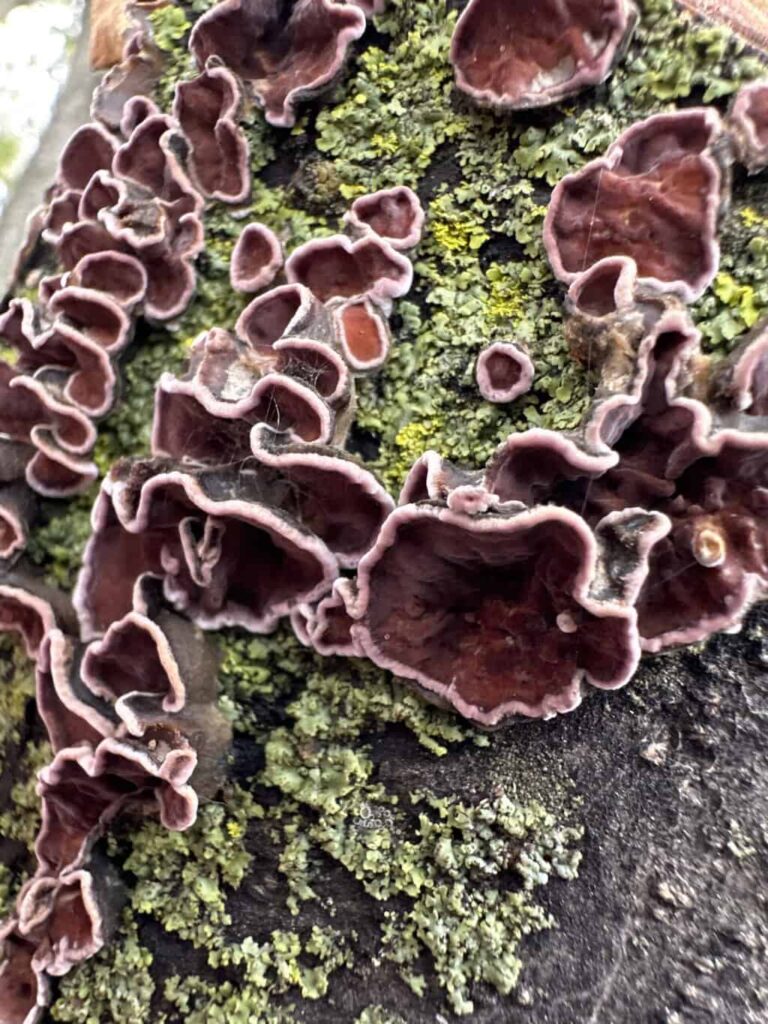 A colony of Chondrostereum purpureum fungus growing on a tree trunk, surrounded by green moss. The purple, wavy-edged fruiting bodies are spread across the bark in irregular clusters.