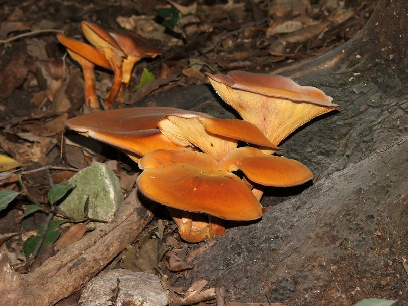 Jack-o-Lantern Mushroom