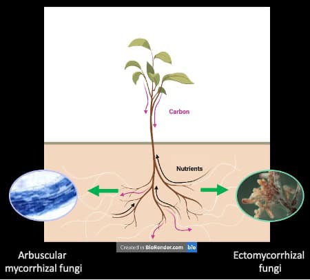 Diagram of a plant interacting with both arbuscular and ectomycorrhizal fungi. The root system is shown exchanging carbon for nutrients with both fungal types, with labeled arrows indicating nutrient flow and symbiotic function.