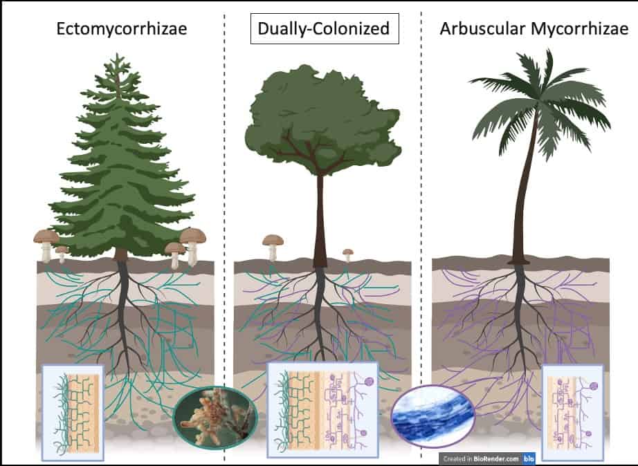 Scientific illustration comparing three types of mycorrhizal associations: ectomycorrhizae with conifers, dually-colonized trees, and arbuscular mycorrhizae with tropical plants. Each tree's root system is connected to fungal networks below ground, shown with diagrams and microscopy insets.