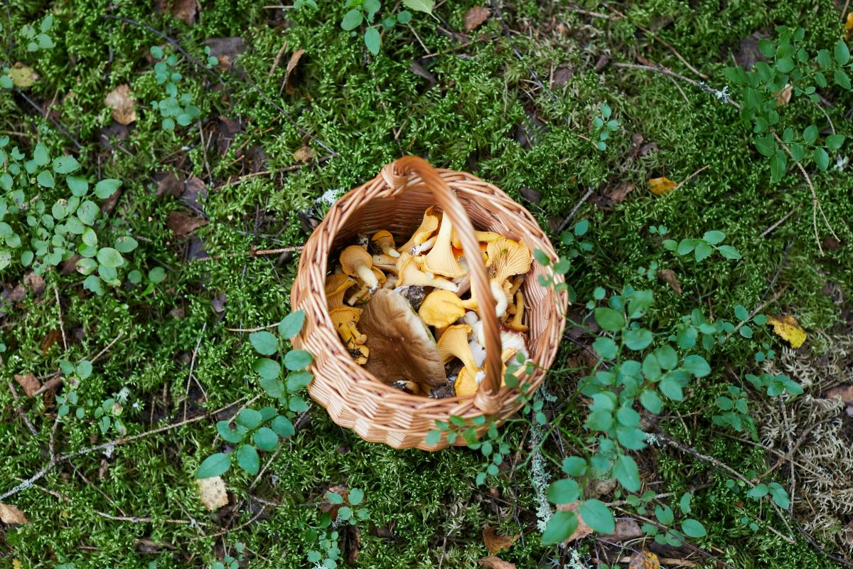 a basket of mushrooms from the top down.