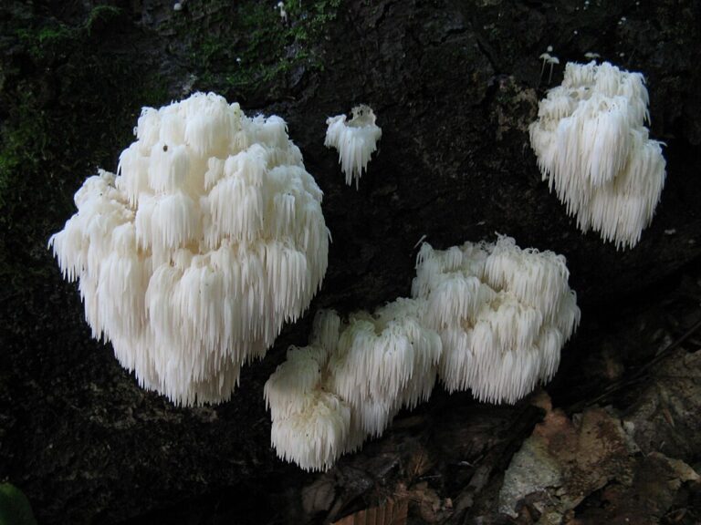 Bear's Head Tooth Fungus