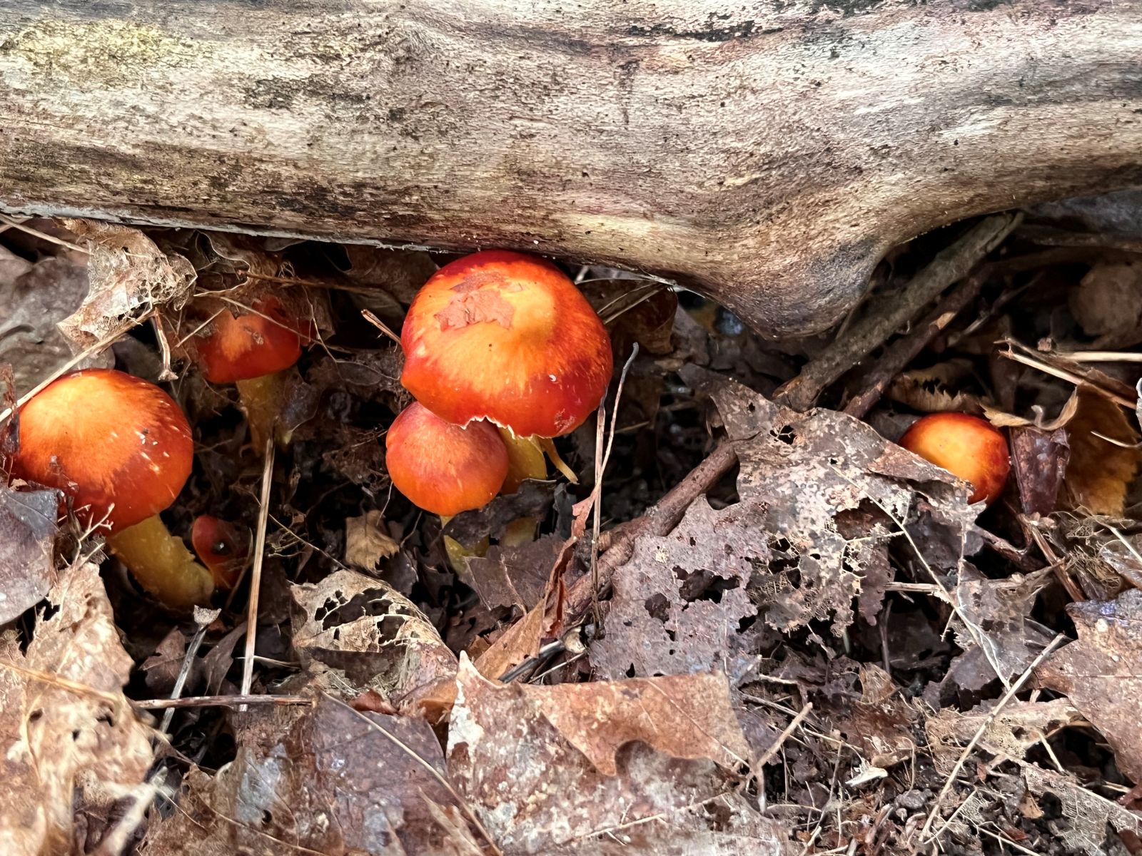 Mushrooms next to a log