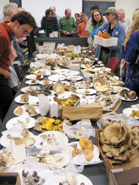 MMS Members looking at a table of mushroom specimens