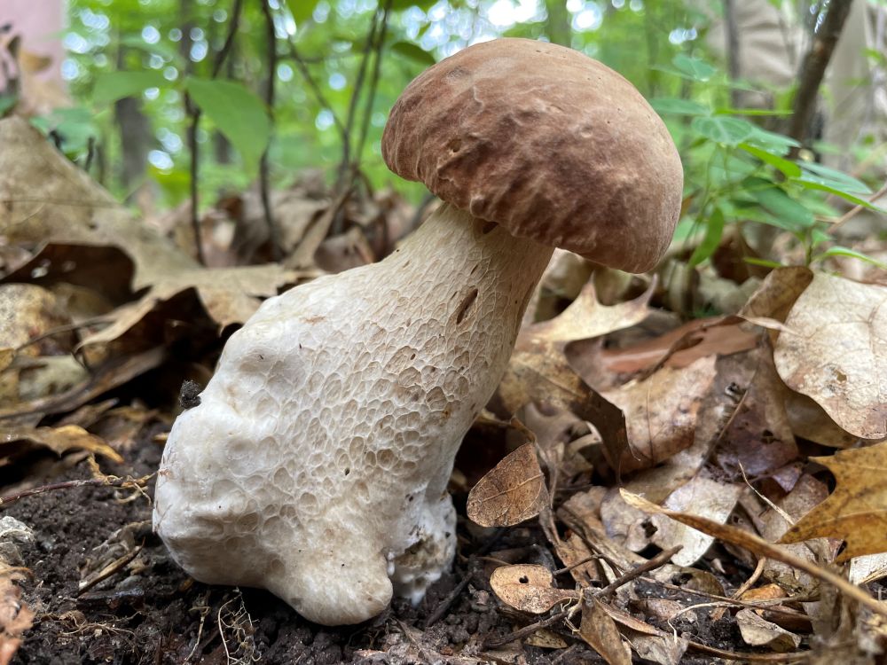 Bolete from the MMS Photo Contest