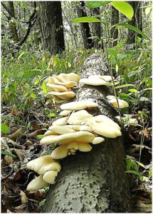 Oyster Mushrooms on a Log