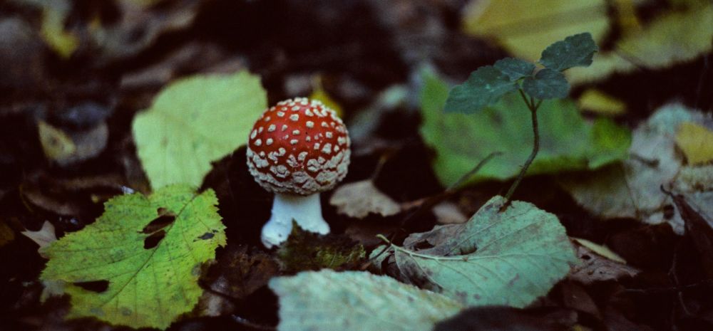 Poisonous mushroom, Amanita Muscaria