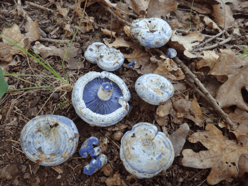 A group of Lactarius indigo mushrooms with distinctive blue caps and gills, scattered across a forest floor covered in brown leaves and twigs; titled “Lactarius indigo – Claudette Lamprecht” and awarded 1st Place Scientific/Technical
