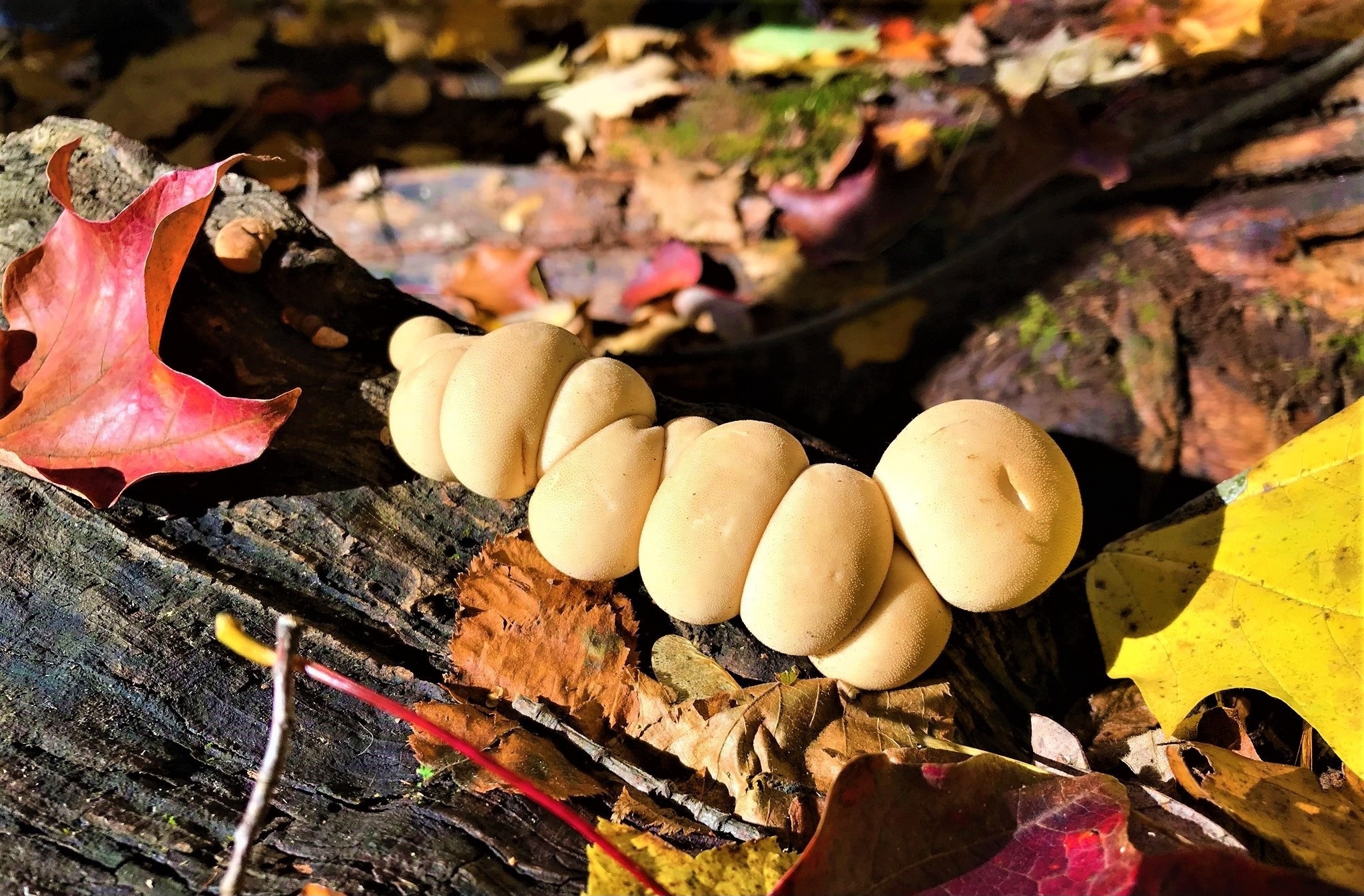 A row of pale tan puffball mushrooms growing on a mossy log, resembling a caterpillar, surrounded by colorful autumn leaves.