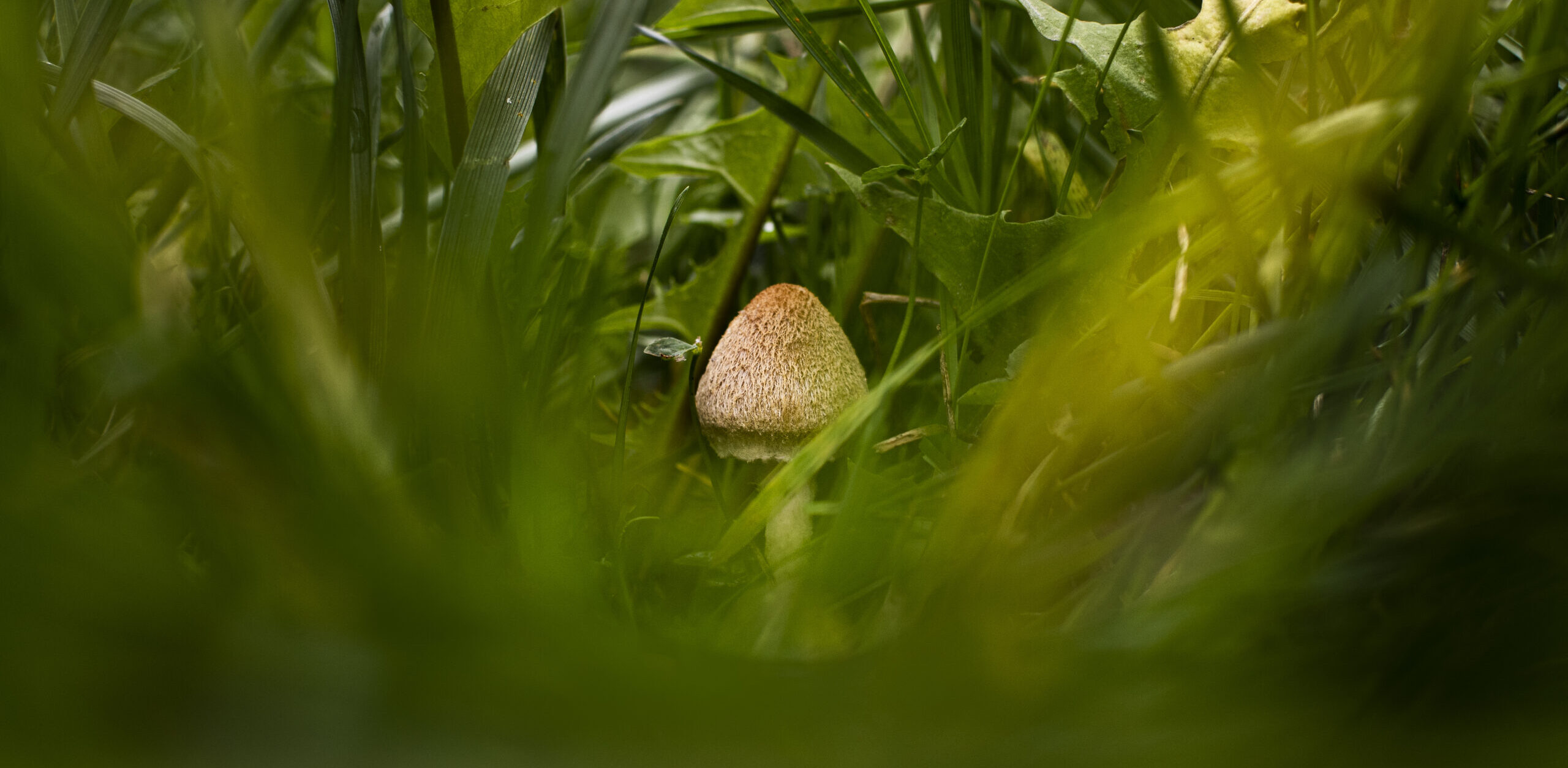 Small, tan-colored mushroom with a textured cap nestled in tall green grass and dandelion leaves, viewed through a softly blurred foreground that creates a tunnel-like framing effect.