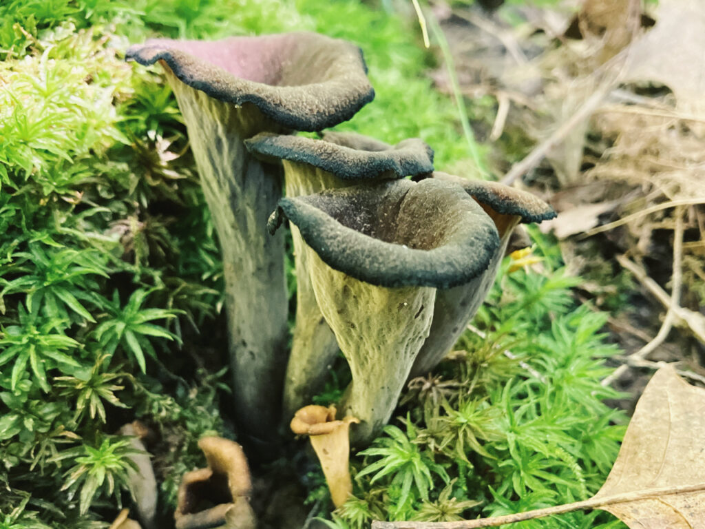 Cluster of black trumpet mushrooms (Craterellus fallax) with dark, fluted, vase-like bodies growing among bright green moss and fallen oak leaves on a forest floor.