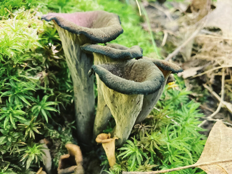 Cluster of black trumpet mushrooms (Craterellus fallax) with dark, fluted, vase-like bodies growing among bright green moss and fallen oak leaves on a forest floor.