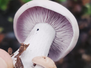 Close-up view of a Blewit mushroom (Clitocybe nuda or Lepista nuda) showing its distinctive pale lilac gills and thick white stem, with bits of soil and debris clinging to the base, held against a blurred forest floor background.