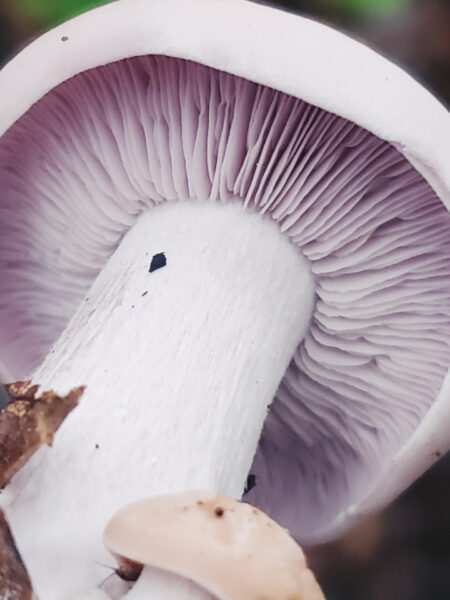 Close-up view of a Blewit mushroom (Clitocybe nuda or Lepista nuda) showing its distinctive pale lilac gills and thick white stem, with bits of soil and debris clinging to the base, held against a blurred forest floor background.