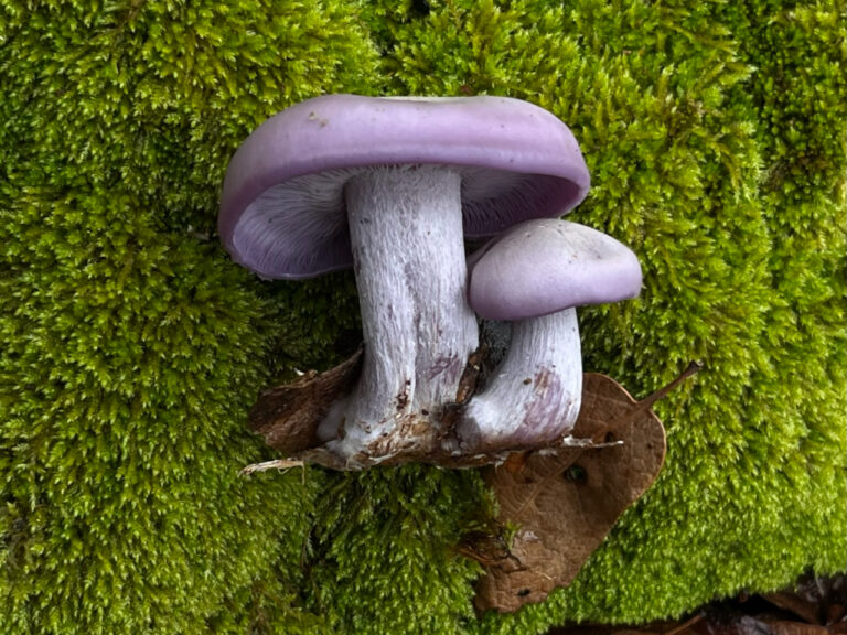 Pair of vibrant purple Blewit mushrooms (Clitocybe nuda or Lepista nuda) growing on a lush green moss-covered surface, with their thick stems and smooth caps contrasting sharply against the bright forest floor.