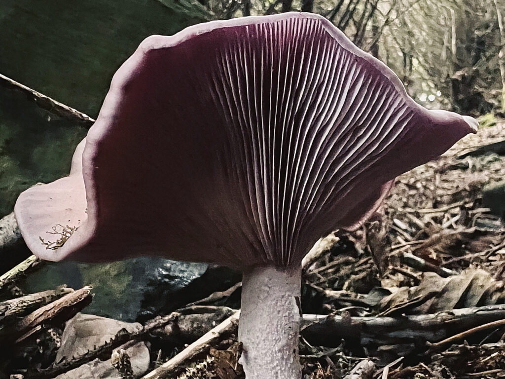 Close-up of a Blewit mushroom (Clitocybe nuda or Lepista nuda) with a lavender cap and deeply ridged purple gills, growing among forest floor debris with branches and twigs, framed by a shadowy, tree-lined background.
