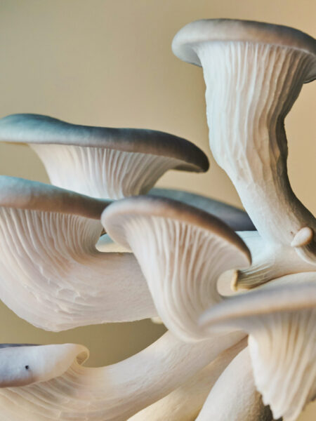 Cluster of blue oyster mushrooms (Pleurotus ostreatus) with elegantly curved caps and pale gills, growing from a mossy surface under soft, diffused indoor lighting, highlighting their smooth texture and bluish-gray hues.