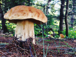 Large bolete mushroom (Boletus) with a thick, tan stalk and broad brown cap, growing from a forest floor covered in pine needles and surrounded by conifer trees in dappled sunlight.