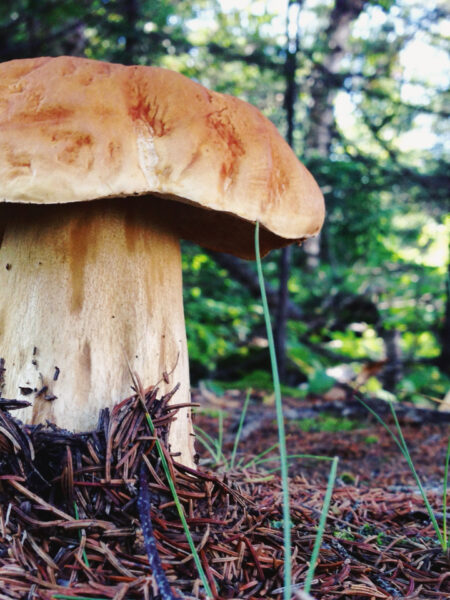 Large bolete mushroom (Boletus) with a thick, tan stalk and broad brown cap, growing from a forest floor covered in pine needles and surrounded by conifer trees in dappled sunlight.
