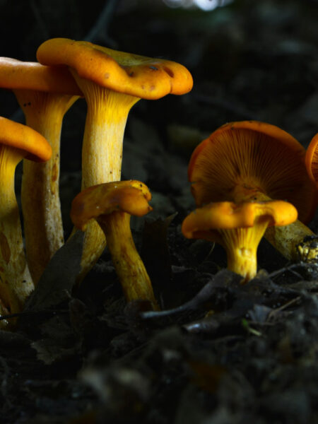 A cluster of golden chanterelle mushrooms (Cantharellus species) with vibrant orange-yellow caps and gilled undersides, growing from a dark, leaf-littered forest floor.