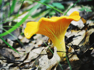 Bright golden chanterelle mushroom (Cantharellus species) growing among dried leaves and grass on a forest floor, with its signature wavy cap and deeply ridged, decurrent gills illuminated by natural light.