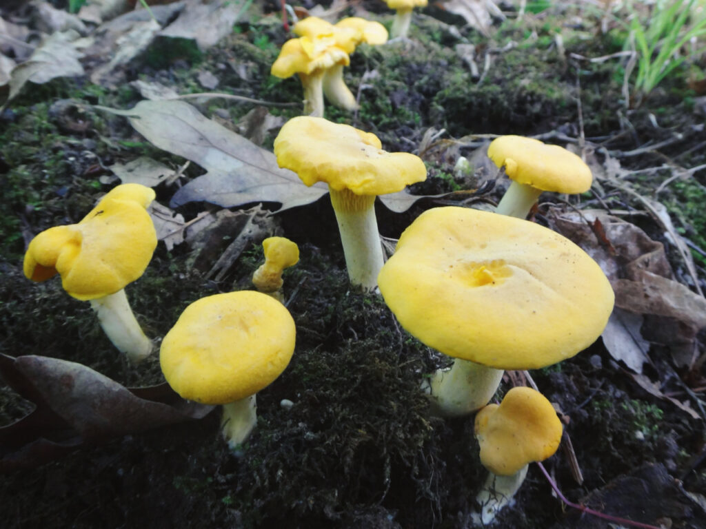 Cluster of golden chanterelle mushrooms (Cantharellus species) with bright yellow caps and thick, sturdy stems emerging from a mossy forest floor, surrounded by fallen leaves and natural woodland debris in soft daylight.