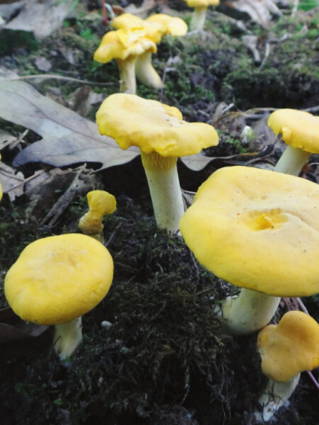 Cluster of golden chanterelle mushrooms (Cantharellus species) with bright yellow caps and thick, sturdy stems emerging from a mossy forest floor, surrounded by fallen leaves and natural woodland debris in soft daylight.