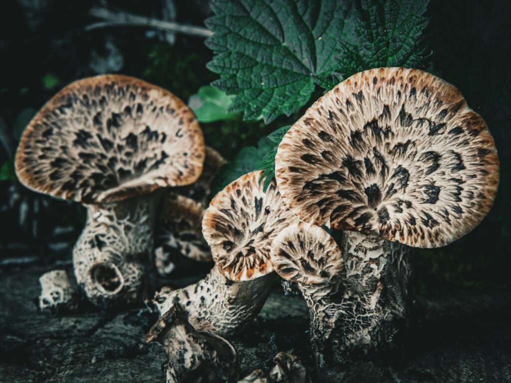 Cluster of Dryad’s Saddle mushrooms (Polyporus squamosus) with distinctive fan-shaped caps marked by dark, scaly patterns, growing on decaying wood in a shaded forest area surrounded by leafy green undergrowth.