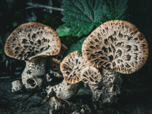 Cluster of Dryad’s Saddle mushrooms (Polyporus squamosus) with distinctive fan-shaped caps marked by dark, scaly patterns, growing on decaying wood in a shaded forest area surrounded by leafy green undergrowth.