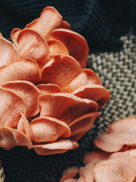 Cluster of fresh pink oyster mushrooms (Pleurotus djamor) with delicate, ruffled caps and gills, arranged on a woven textured surface with warm, natural lighting and soft shadows highlighting their vibrant salmon-pink hue.