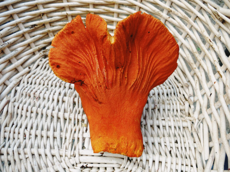 Single lobster mushroom (Hypomyces lactifluorum) with a vibrant orange-red surface and distorted, gill-like ridges, resting in a white wicker basket that contrasts with its bold coloring and irregular shape.
