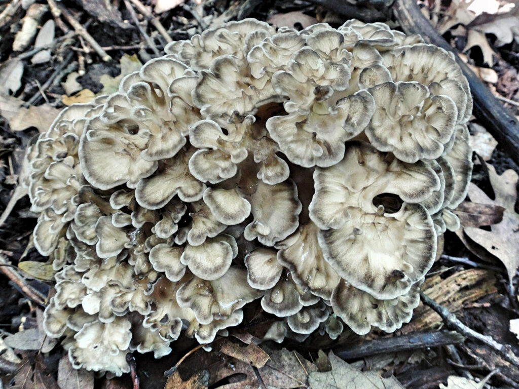 Large cluster of Maitake mushrooms (Grifola frondosa), also known as Hen of the Woods, growing at the base of a tree among fallen leaves and twigs, with ruffled, overlapping caps edged in white and tan.