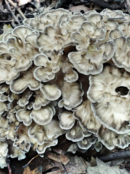 Large cluster of Maitake mushrooms (Grifola frondosa), also known as Hen of the Woods, growing at the base of a tree among fallen leaves and twigs, with ruffled, overlapping caps edged in white and tan.