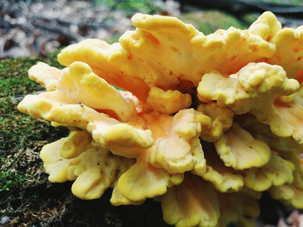 Close-up of a vibrant Chicken of the Woods mushroom (Laetiporus sulphureus) growing on a moss-covered log, displaying its distinctive bright yellow and orange ruffled shelves in a forest setting with soft natural lighting.