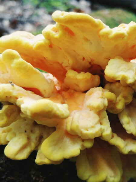 Close-up of a vibrant Chicken of the Woods mushroom (Laetiporus sulphureus) growing on a moss-covered log, displaying its distinctive bright yellow and orange ruffled shelves in a forest setting with soft natural lighting.