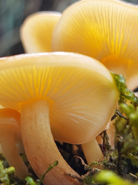 Close-up of glossy, amber-colored nameko mushrooms (Pholiota microspora) growing in a cluster on moss-covered wood, with translucent caps and finely spaced gills illuminated by soft natural light in a forest setting.