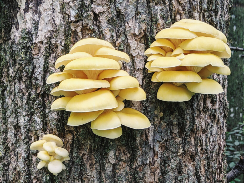 Clusters of pale yellow oyster mushrooms (likely Pleurotus citrinopileatus, golden oyster mushrooms) growing in layered shelves from the bark of a tree trunk, with textured bark and a softly blurred forest background.